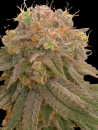 Forbidden Fruit x Watermelon Zkittelz